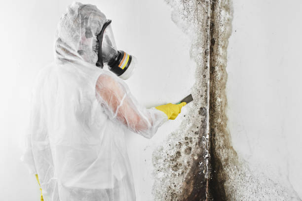 Greens Farms, CT Mold Removal Company